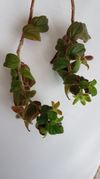 C. Magnifica - Columnee