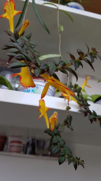 C. Carnival - Columnee