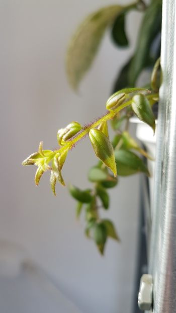 C. Arguta - Columnee