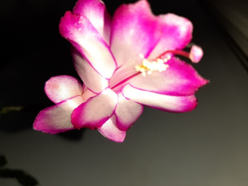  - Florile mele decembrie 2019