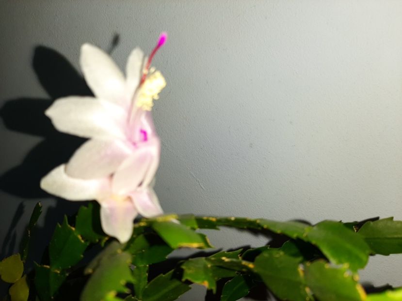  - Florile mele decembrie 2019
