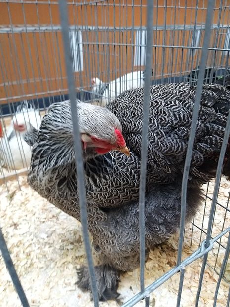  - Expoziția Națională Romexpo 2019