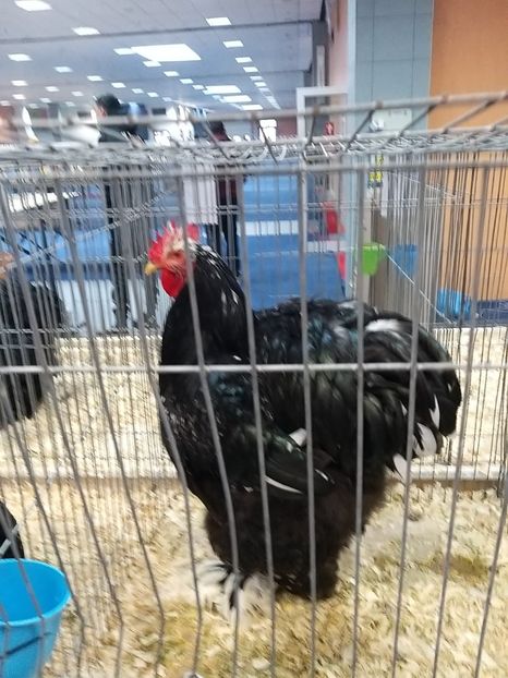  - Expoziția Națională Romexpo 2019