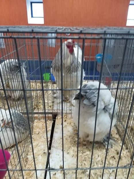  - Expoziția Națională Romexpo 2019