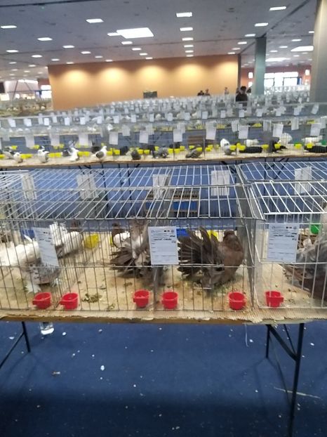  - Expoziția Națională Romexpo 2019