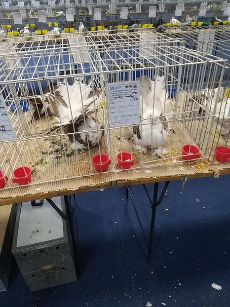  - Expoziția Națională Romexpo 2019