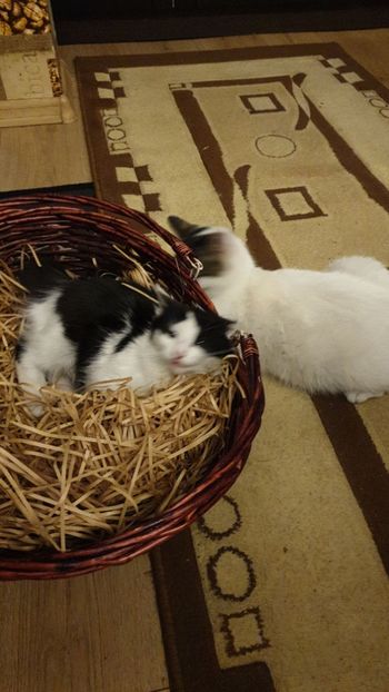 IMG-20191219-WA0024 - Pisicute