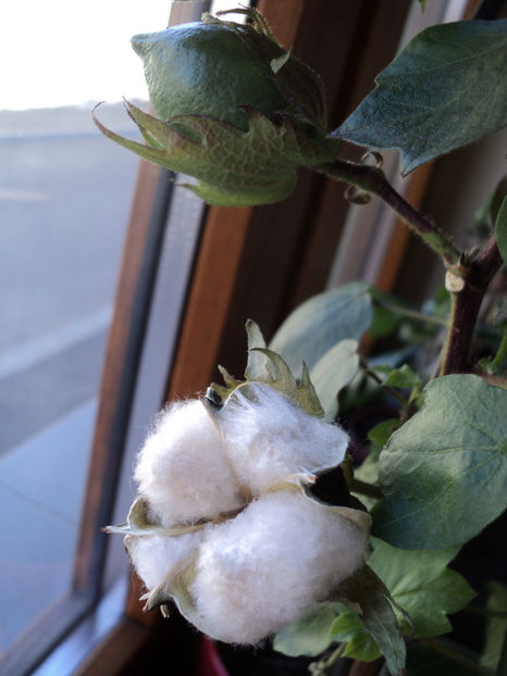 17 dec 2019 - BUMBAC