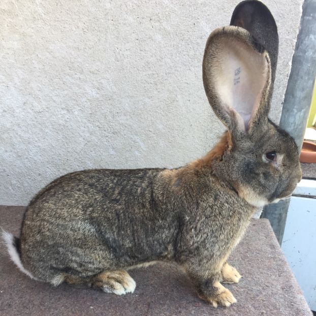 7B374DFA-3BD5-43A5-8BDE-4D49926ADA10 - RO16-3888