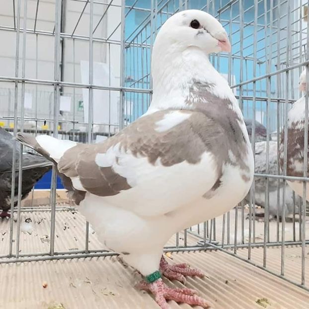 EXPO ROMEXPO 2019 - Campionii mei Agh