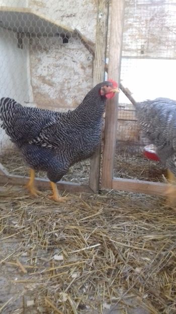  - PLYMOUTH ROCK BARAT 2019- 2020