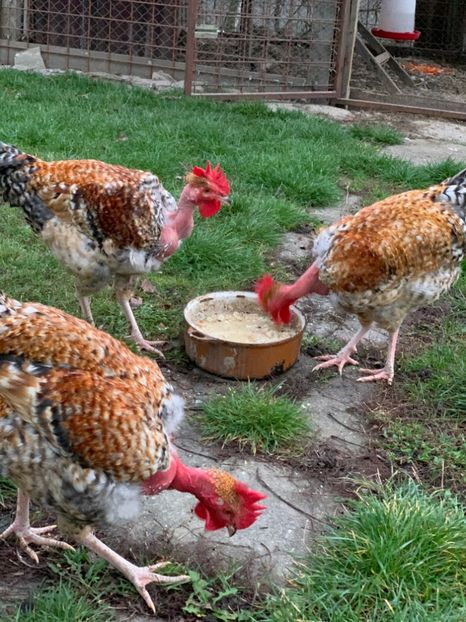 11B0C6F8-BDBC-4F17-9F54-D30706ACA5B3 - Gat golas 2019