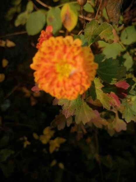 - Decembrie 2019