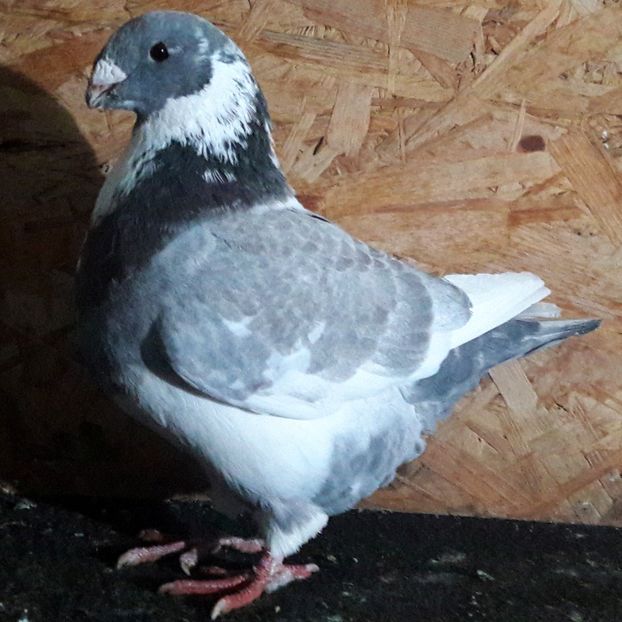  - 3---AGH DAȚI 2019 - 2025