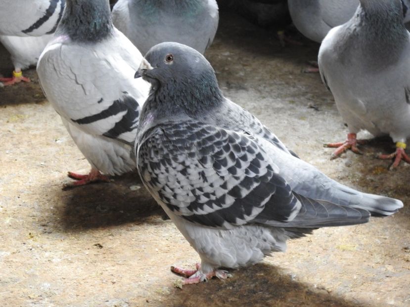  - VOIAJORI STANDARD MATCA