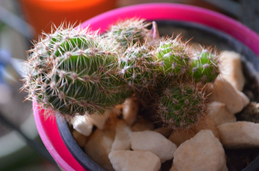  - suculente si cactusi