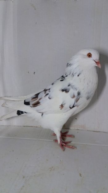 F 2019 - Por ornament