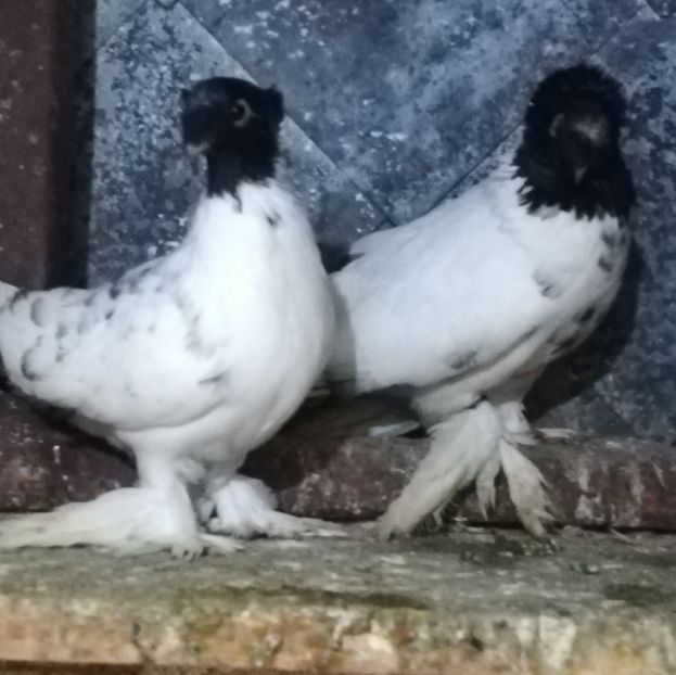  - Jucători de Botoșani