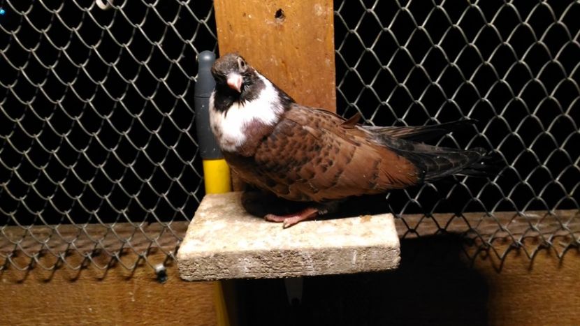 P_20191219_183559 - Orbeteni