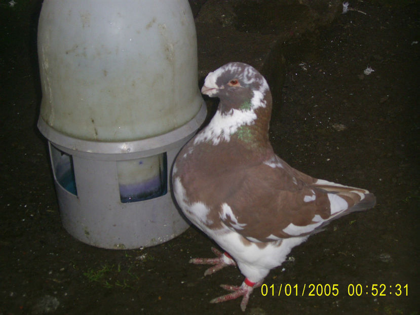 M - 2014 - BAZA - Pasarile de baza - linia 1