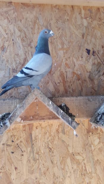  - porumbei Tg-Jiu-Somanesti