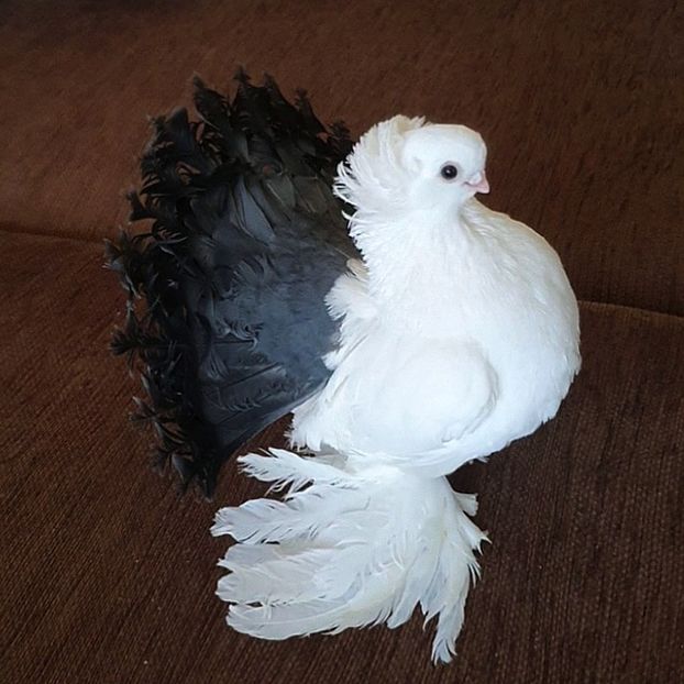  - Omsk si novocerkaski 2019