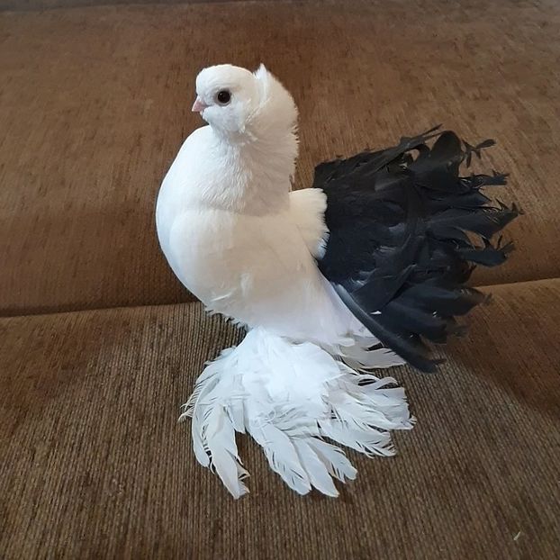  - Omsk si novocerkaski 2019