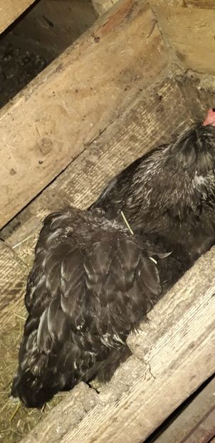  - 01 Găini moțate-bărboase-frezate 2019-2020