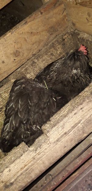  - 01 Găini moțate-bărboase-frezate 2019-2020