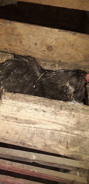  - 01 Găini moțate-bărboase-frezate 2019-2020