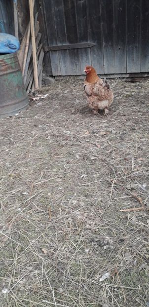  - 01 Găini moțate-bărboase-frezate 2019-2020