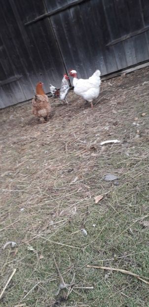  - 01 Găini moțate-bărboase-frezate 2019-2020