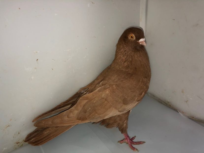 mascul  2019 - B - perechi 2022