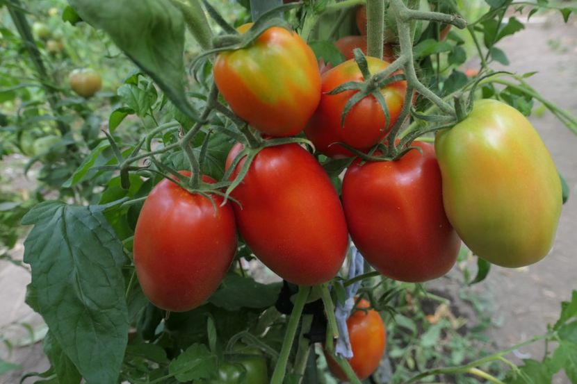 DE BARAO GIANT (24) - DE BARAO GIANT -Ukraina