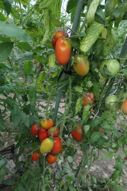 DE BARAO GIANT (28) - DE BARAO GIANT -Ukraina