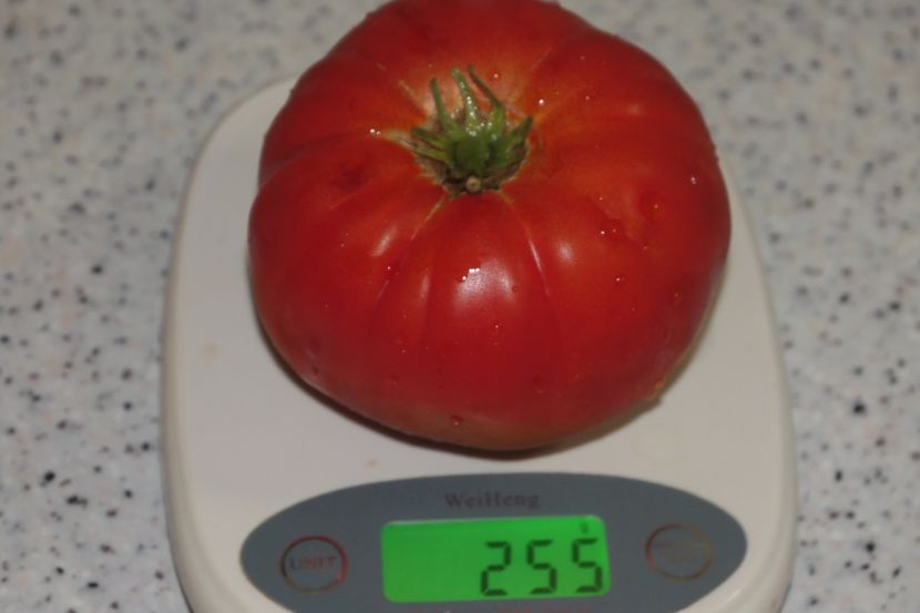 DELICIOUS (14) - DELICIOUS 2019