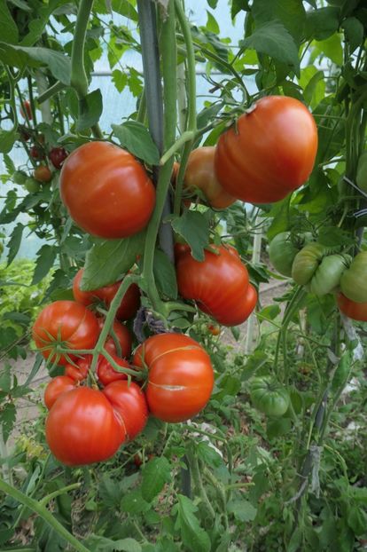 DELICIOUS (21) - DELICIOUS 2019