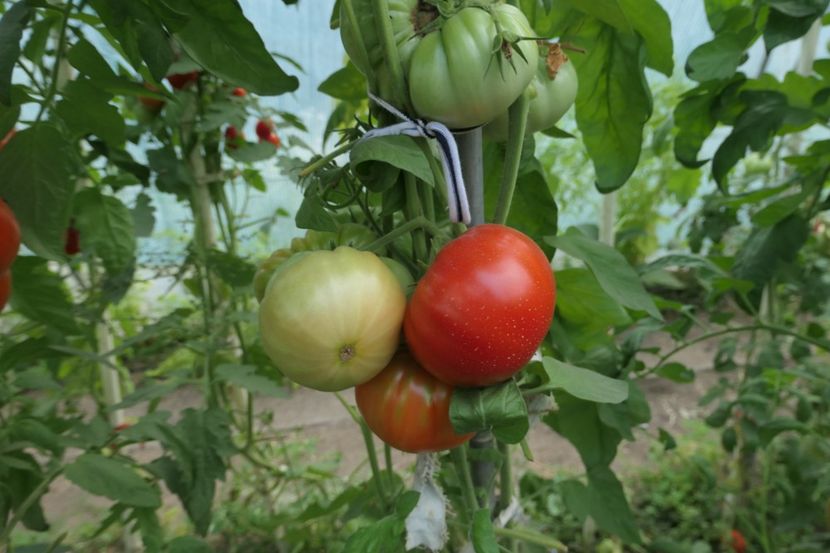 DELICIOUS (23) - DELICIOUS 2019