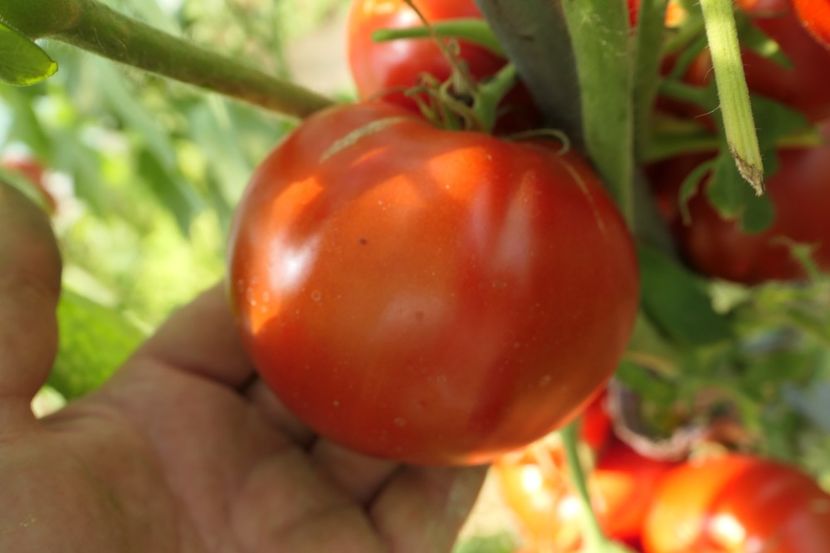 DELICIOUS (27) - DELICIOUS 2019