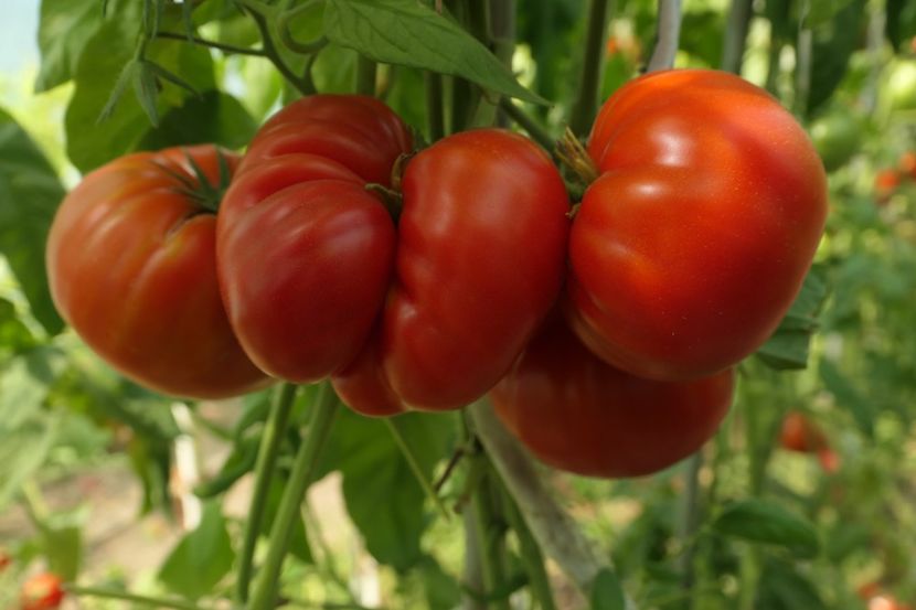 DELICIOUS (30) - DELICIOUS 2019