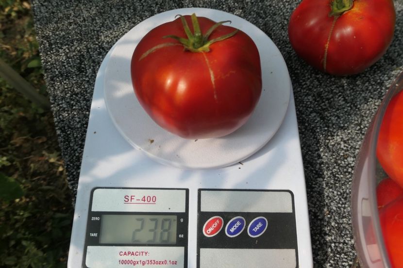 DELICIOUS (37) - DELICIOUS 2019