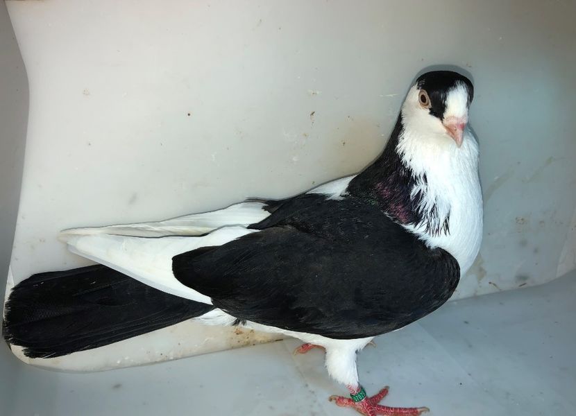 7079  mascul  2019 - Plecați ALBUM 3