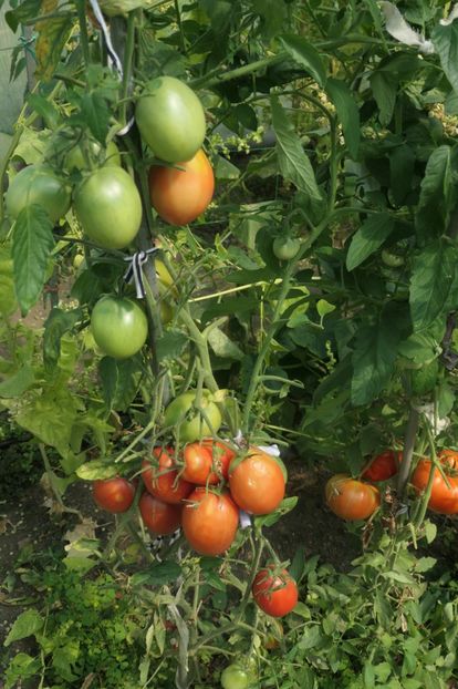 DYADYA (7) - DYADYA STEPA