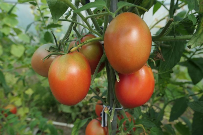 DYADYA (12) - DYADYA STEPA