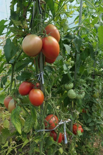 DYADYA (14) - DYADYA STEPA