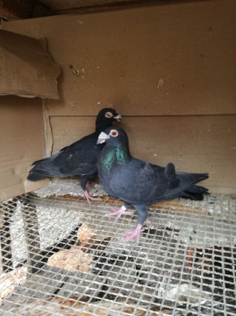 Masculi - Matca pt 2020