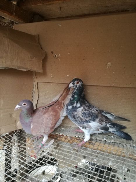 Per 19 - Matca pt 2020