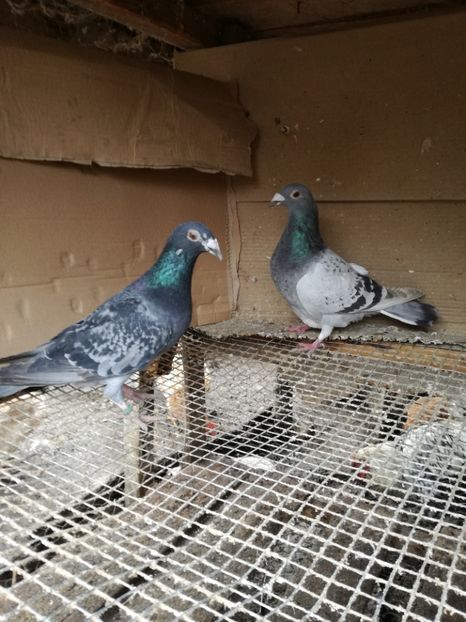 Per 19 - Matca pt 2020