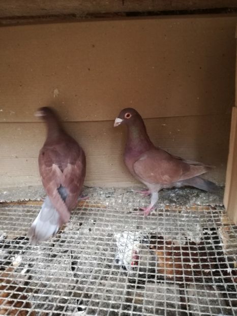 Per 19 - Matca pt 2020