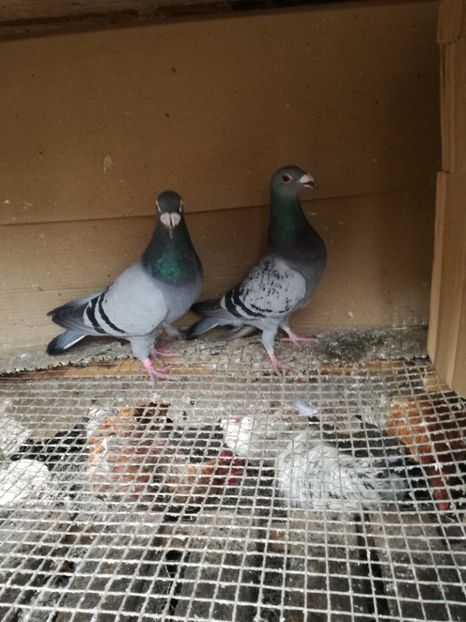 Tata +fiu - Matca pt 2020